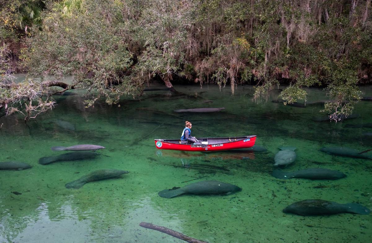 Lovable Manatees Lure Visitors to Florida