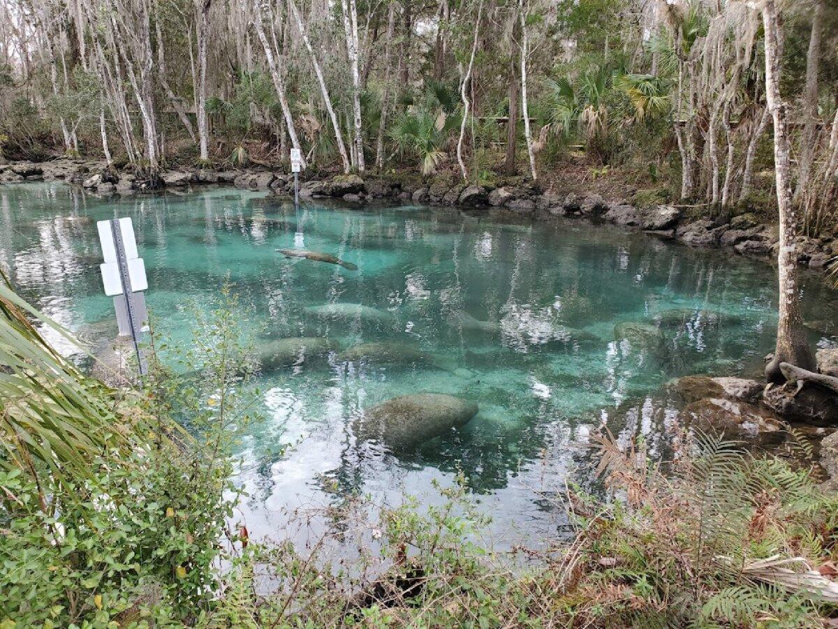 Seeing and swimming with manatees is a favorite activity of visitors to Florida. (AltitudeUS/Dreamstime)