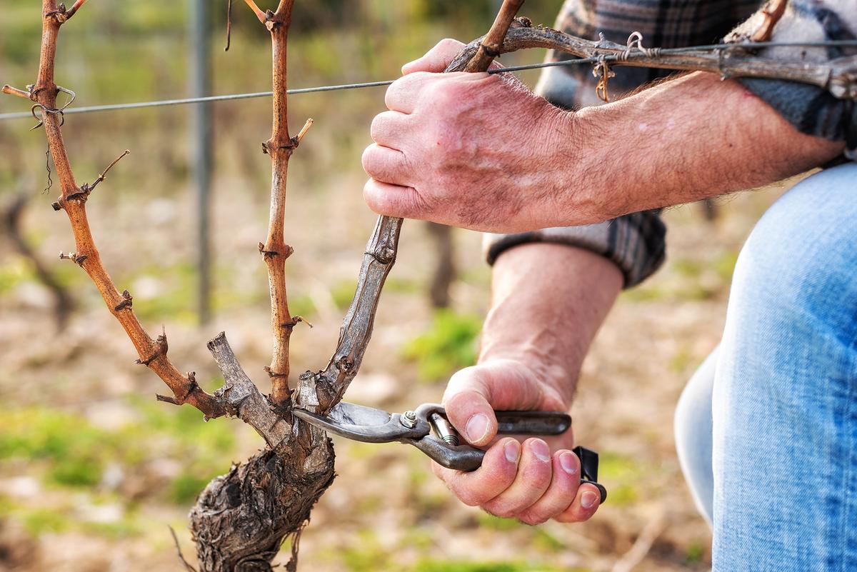 Proper pruning means clean tools, sharp blades, and careful timing. (Francescomoufotografo/Shutterstock)