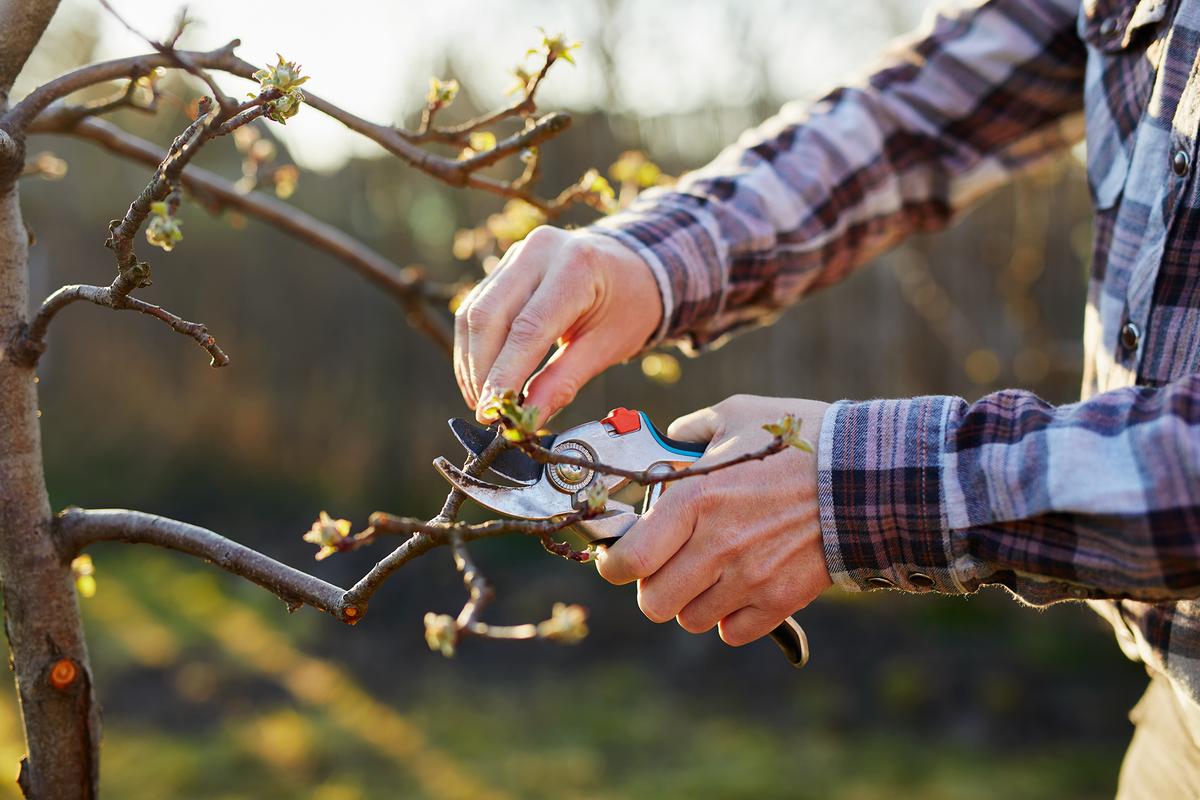 Some fruit trees are best pruned right after the harvest. (Rostislav_Sedlacek/Getty Images)
