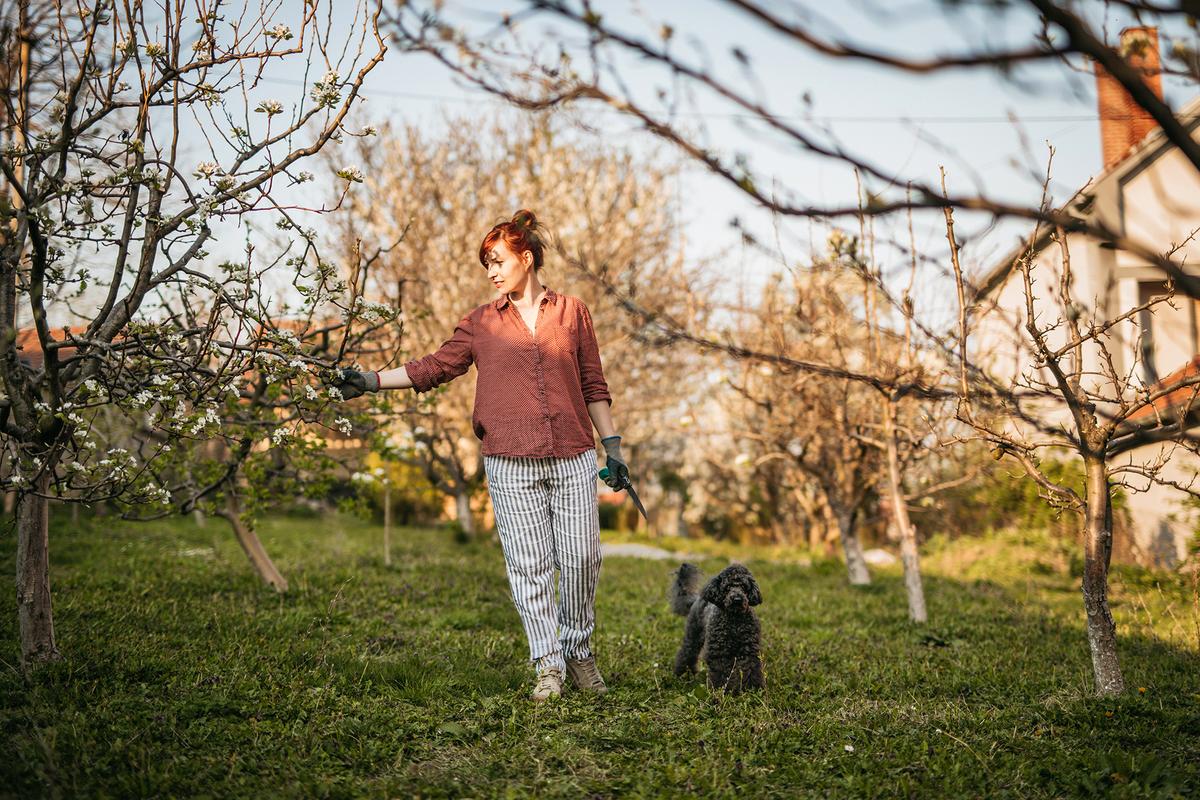 Apple trees are best pruned in late winter, when the trees are dormant. (hobo_018/Getty Images)