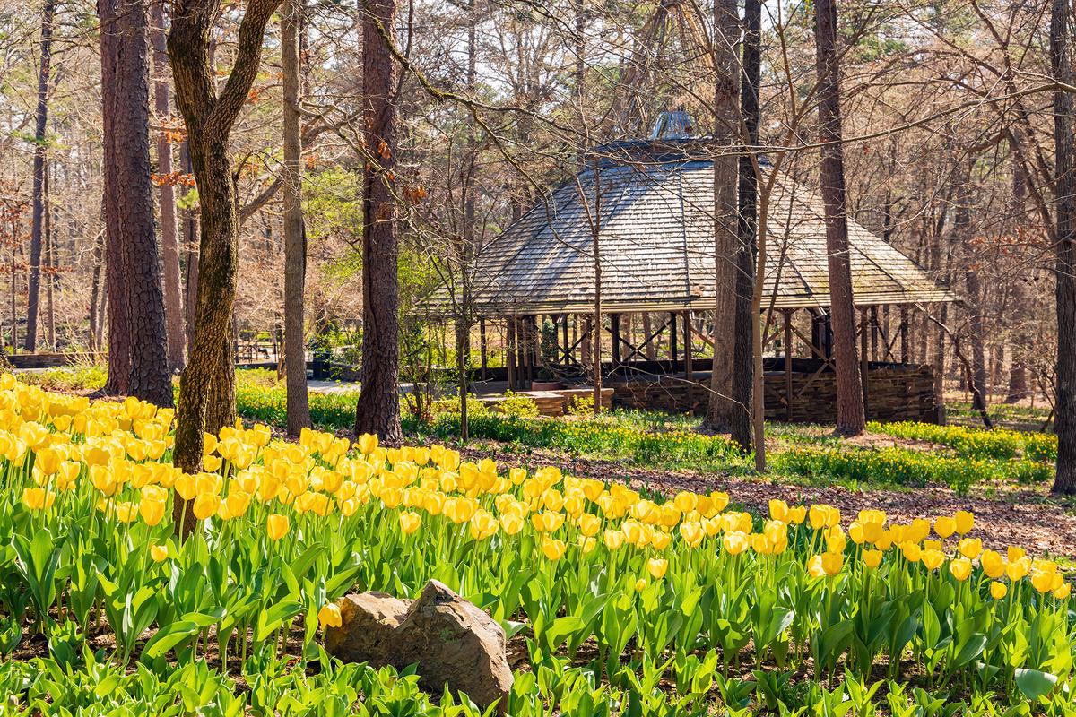 Tulips blossom at Garvan Woodland Gardens, the botanical garden at the University of Arkansas. (Kit Leong/Shutterstock)