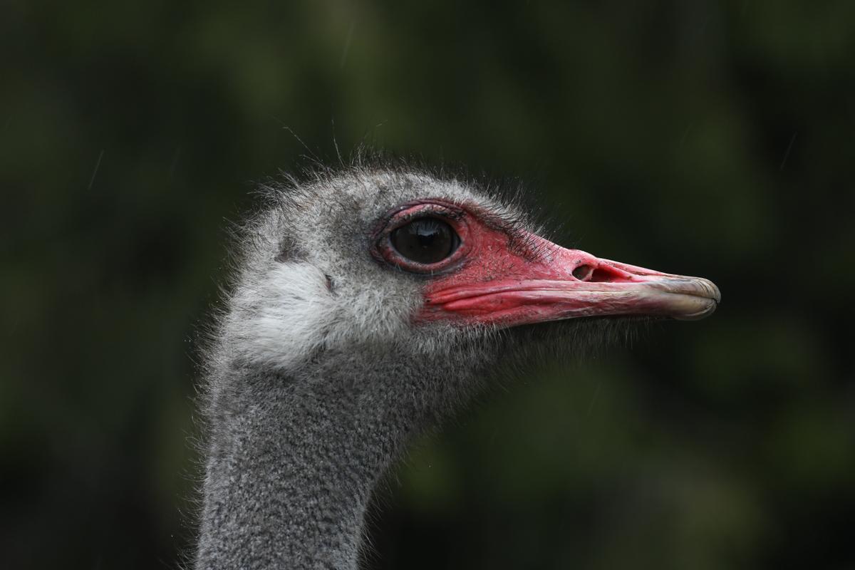 American Billionaire Says Supreme Court Should Allow US Testing of BC Ostriches Before Culling