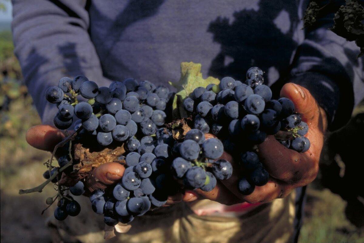 A vineyard worker harvests wine grapes in Missouri. (Wirestock/Dreamstime)