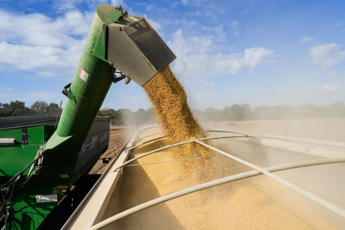 A combine unloads its soybeans into a truck in Tallahatchie County, Miss., on Oct. 4, 2025. (Samira Bouaou/The Epoch Times)