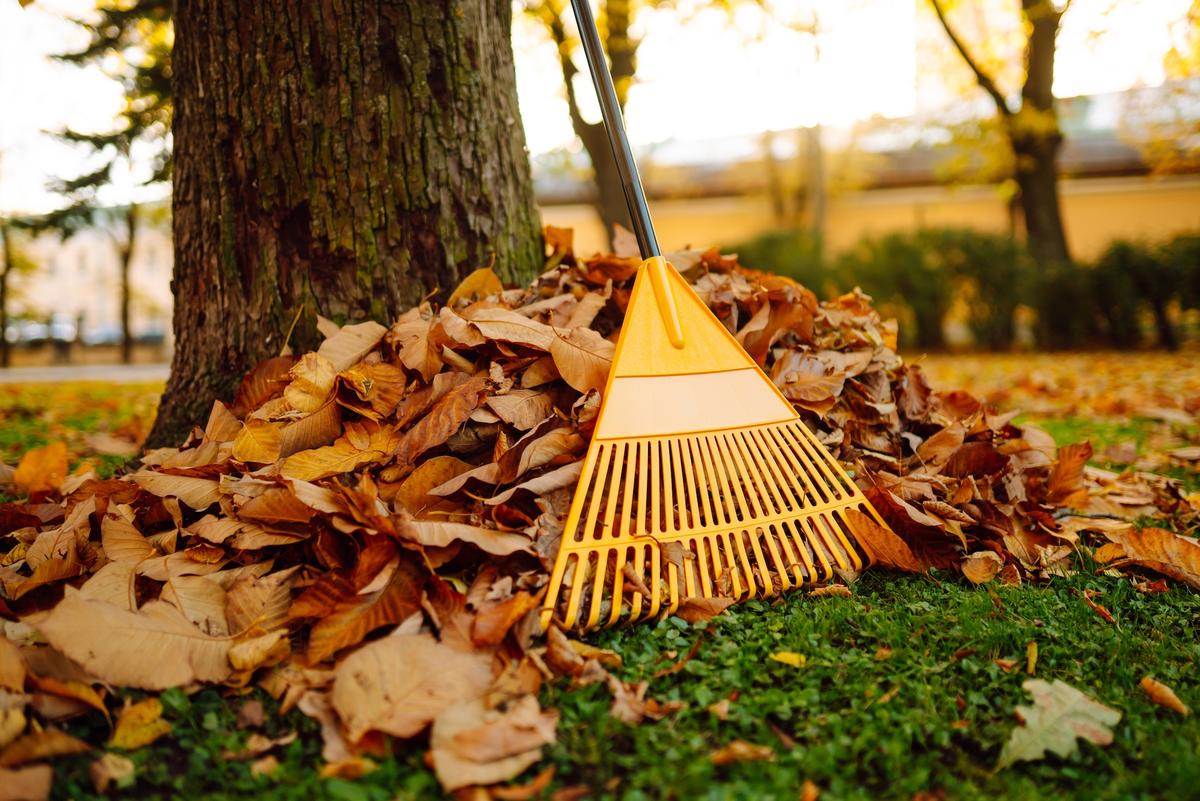 How to Rake Leaves Without Breaking Your Back (or the Bank)
