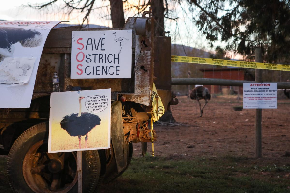 Tribunal Overturns $10,000 Fine Issued to BC Ostrich Farm