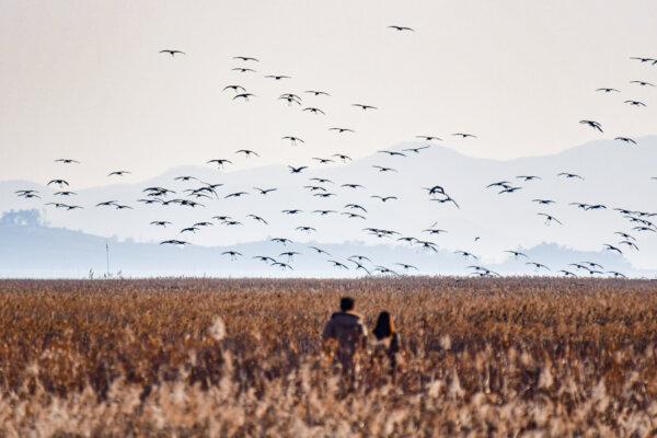 Flocks of hooded cranes descend over the golden reeds of Suncheonman Bay. Each autumn, the wetlands turn into a sanctuary for migratory birds—and for visitors seeking to witness one of Asia’s most poetic encounters between nature and life. (Courtesy of Suncheon City)
