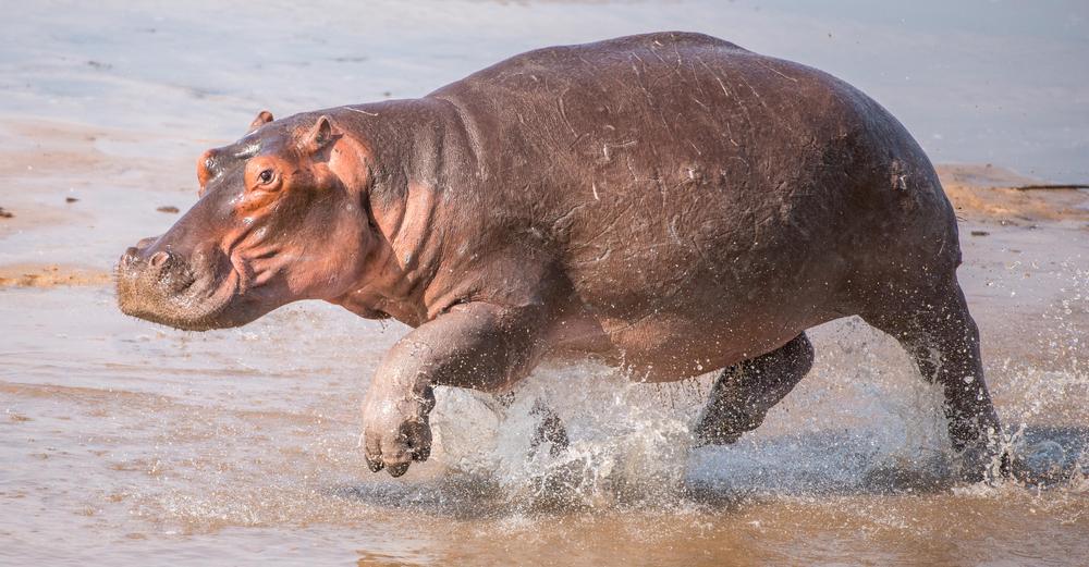 Who knows what a pink hippo can do? (<a href="https://www.shutterstock.com/g/Andrew+Nicholas+White">Andrew Nicholas Whit</a>e/<a href="https://www.shutterstock.com/image-photo/hippo-on-run-along-river-bank-1727353009">Shutterstock</a>)