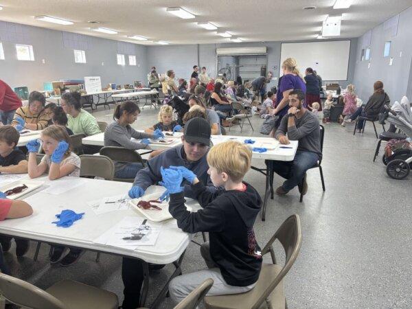 Children at the Heritage Explorers Fest participate in a class on dissecting crawfish in McArthur, Ohio, on Oct. 16, 2025. (Jeff Louderback/The Epoch Times)