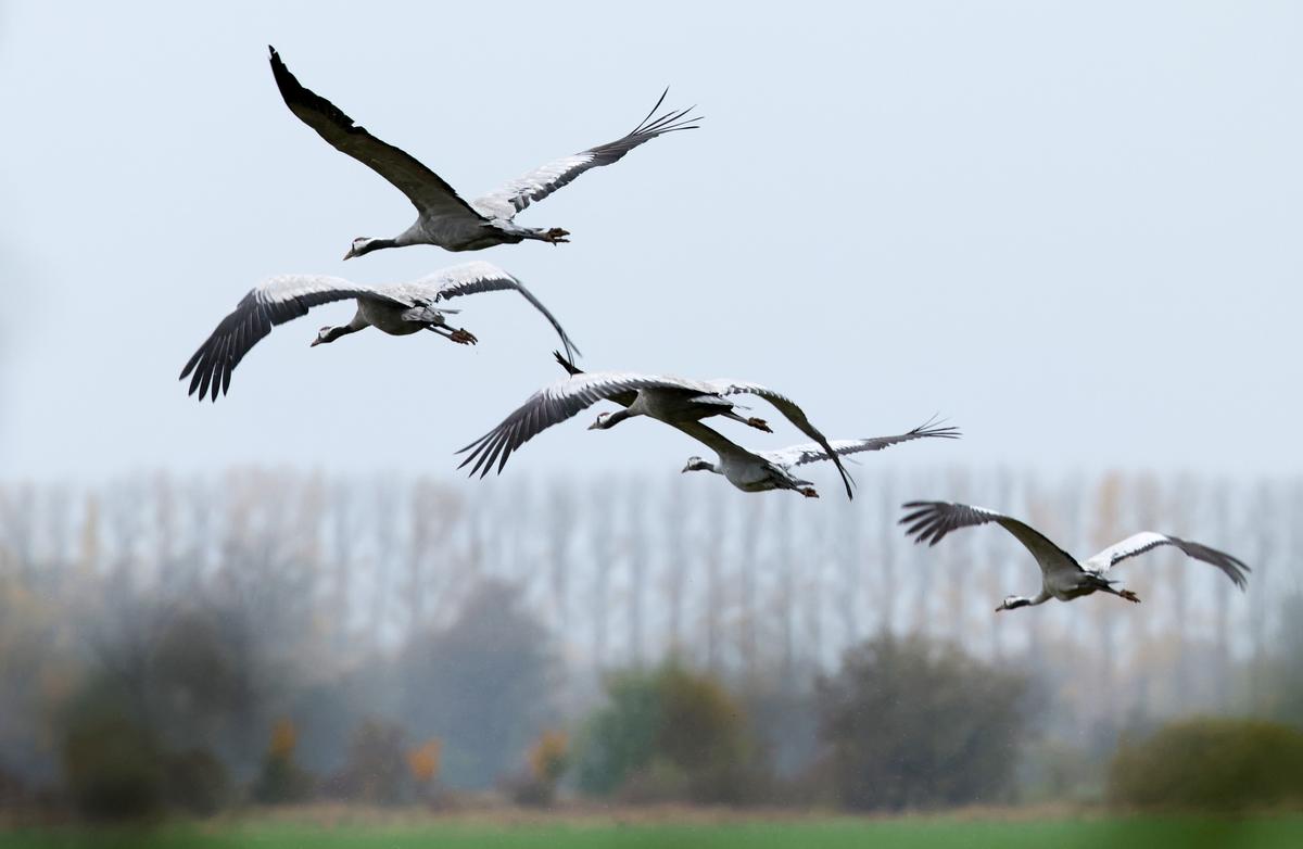 Tasmania Records First Case of Deadly Bird Flu Strain