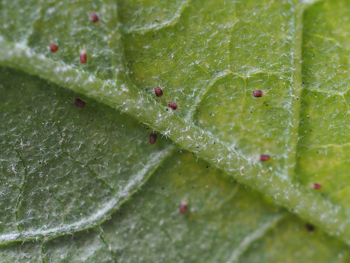 Spider Mites on Houseplants