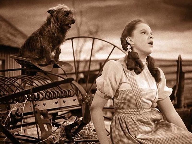A scene with Dorothy (Judy Garland) and Toto (Terry the Cairn Terrier), in "The Wizard of Oz." (MGM/MovieStillsDB)