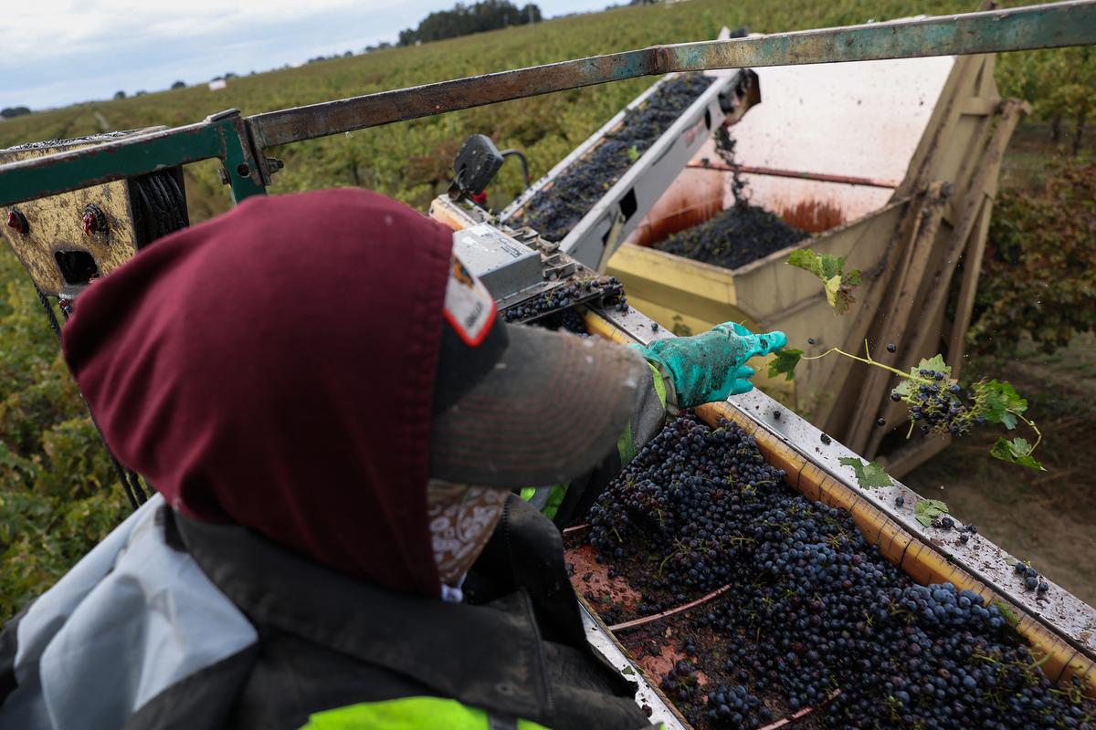 2025 Is Turning out to Be a Great Year for Wine