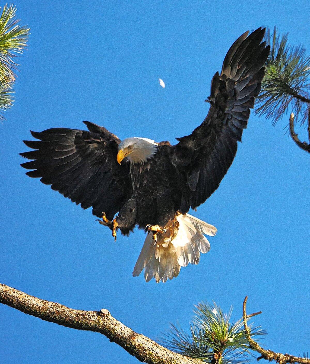An eagle soars at the Coeur d'Alene Resort in Idaho. (Coeur d'Alene Resort)