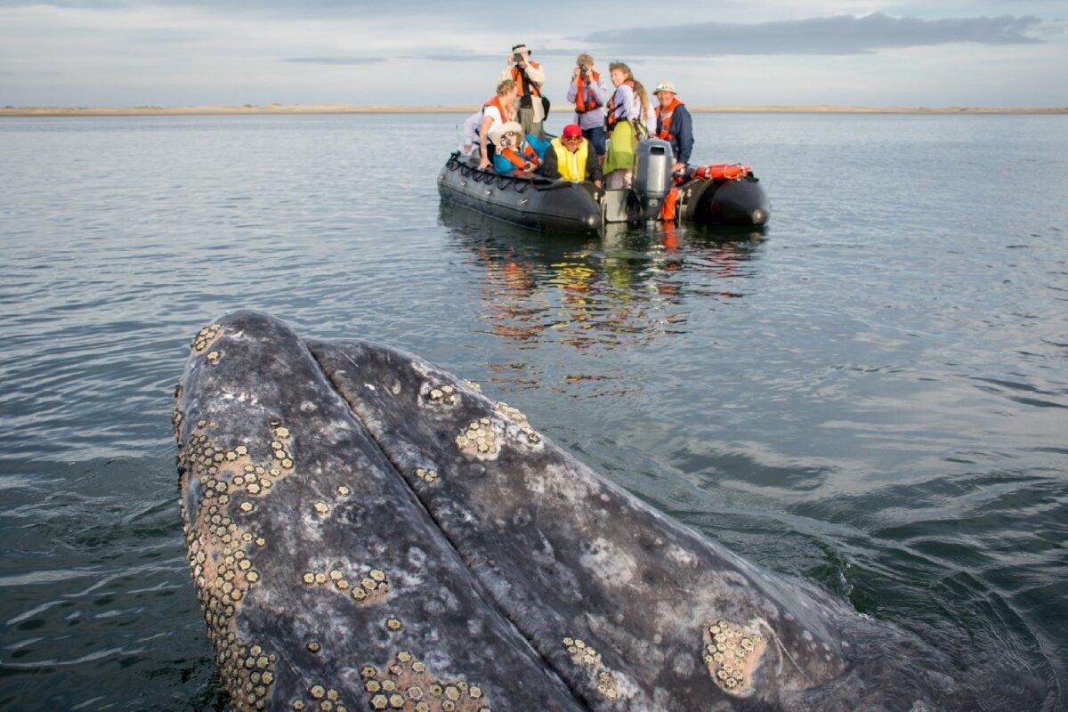 Visitors marvel as a whale breaches near them in Magdalena Bay in Baja California, Mexico. (Christhilf iStock)