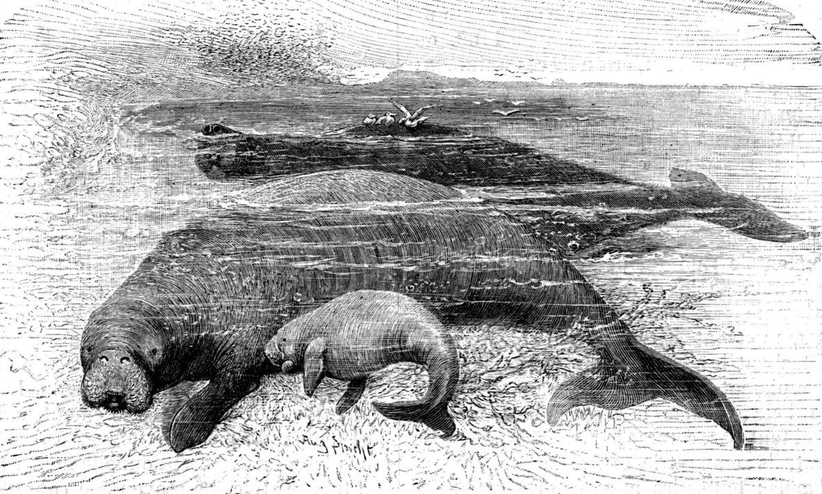 An 1898 illustration of a Steller's sea cow family. (Public Domain)