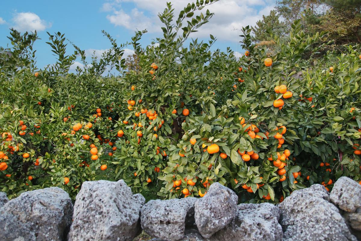 Where Taste Begins: The Season of Korean Mandarins