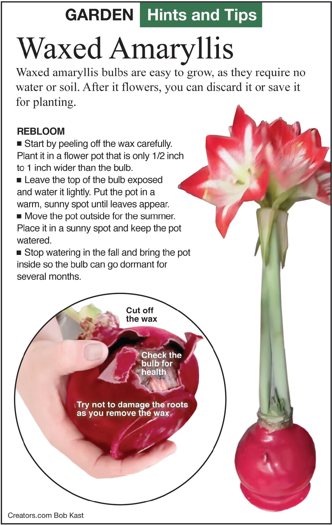 Waxed Amaryllis Care | The Epoch Times