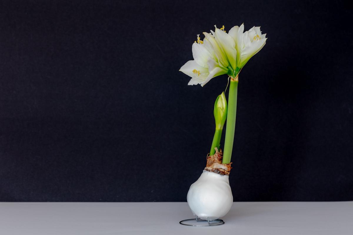 Waxed Amaryllis Care