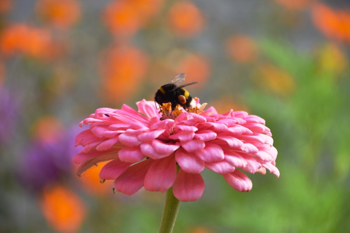 Garden Resolutions