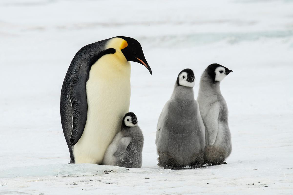 Emperor penguins, the largest of all the penguin species, survive in some of the coldest conditions in Antarctica through remarkable physical and social adaptations. (vladsilver/Shutterstock)