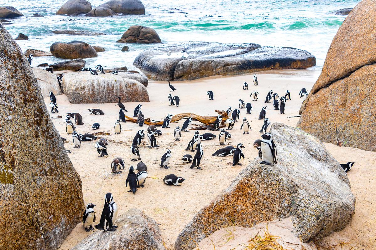 Boulder Beach, South Africa, is one of the world's most accessible locations to view penguins. (Arkadij Schell/Shutterstock)