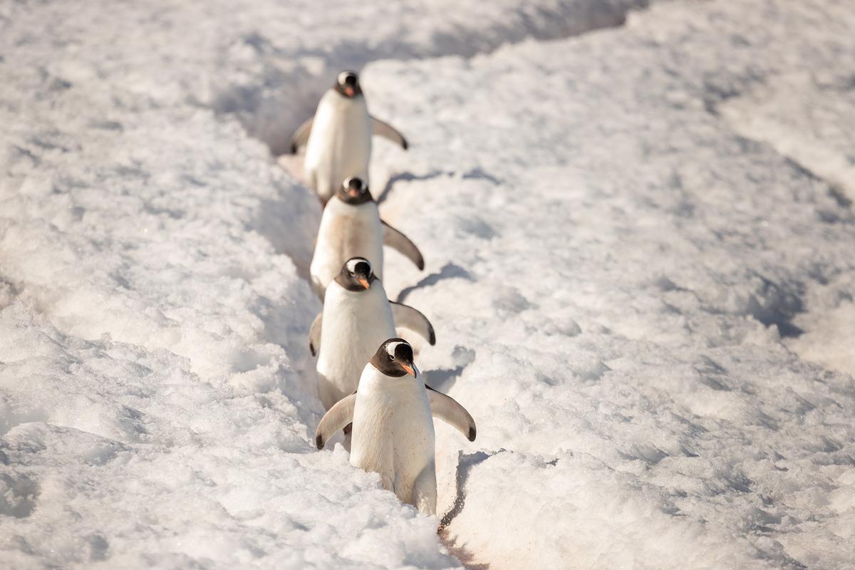 Across the Southern Hemisphere, penguins thrive through cooperation, instinct, and an extraordinary ability to navigate land and sea. (Vitalii Panok/Shutterstock)