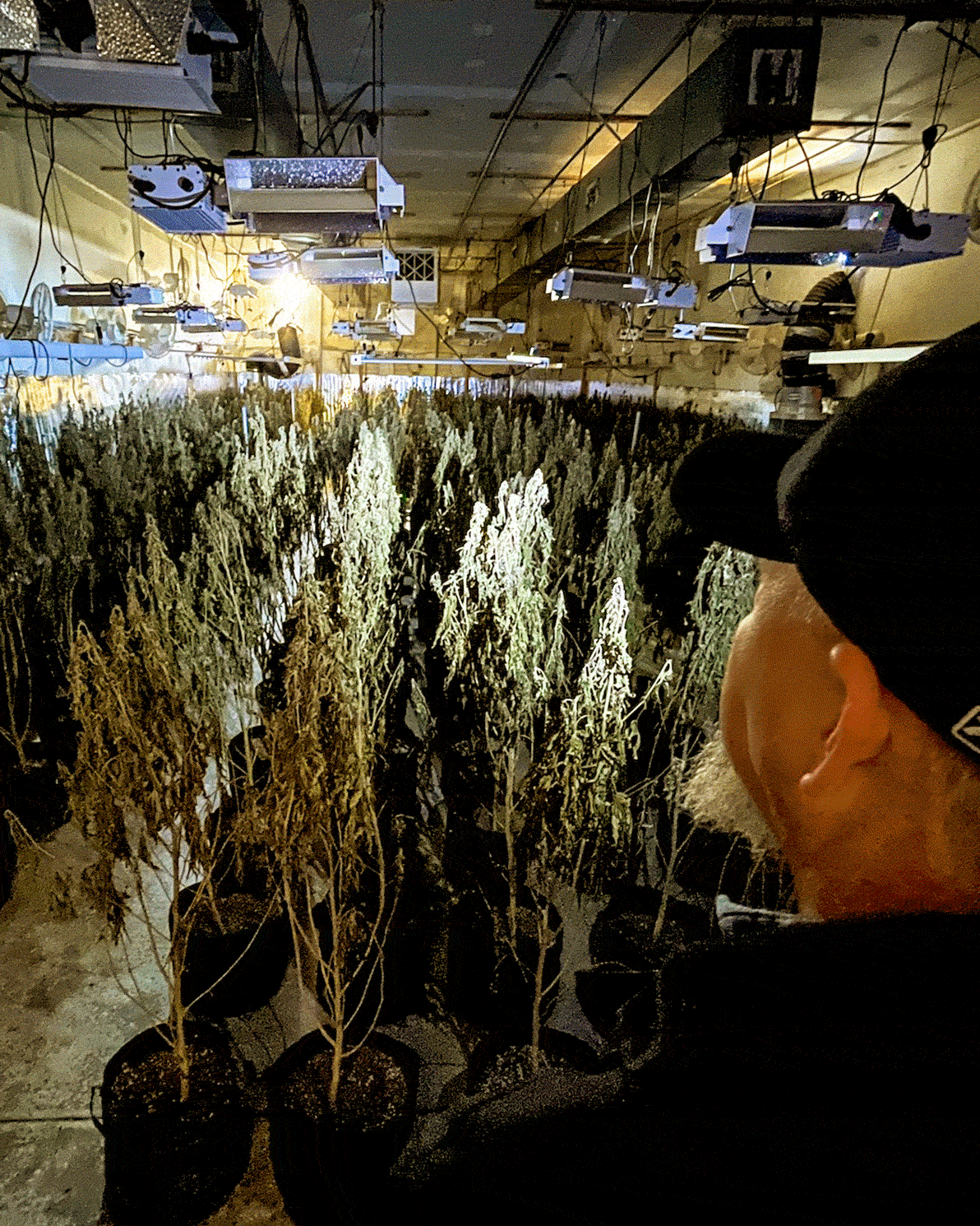 Oklahoma Legalized Medical Marijuana, Then Came the Chinese Organized Crime