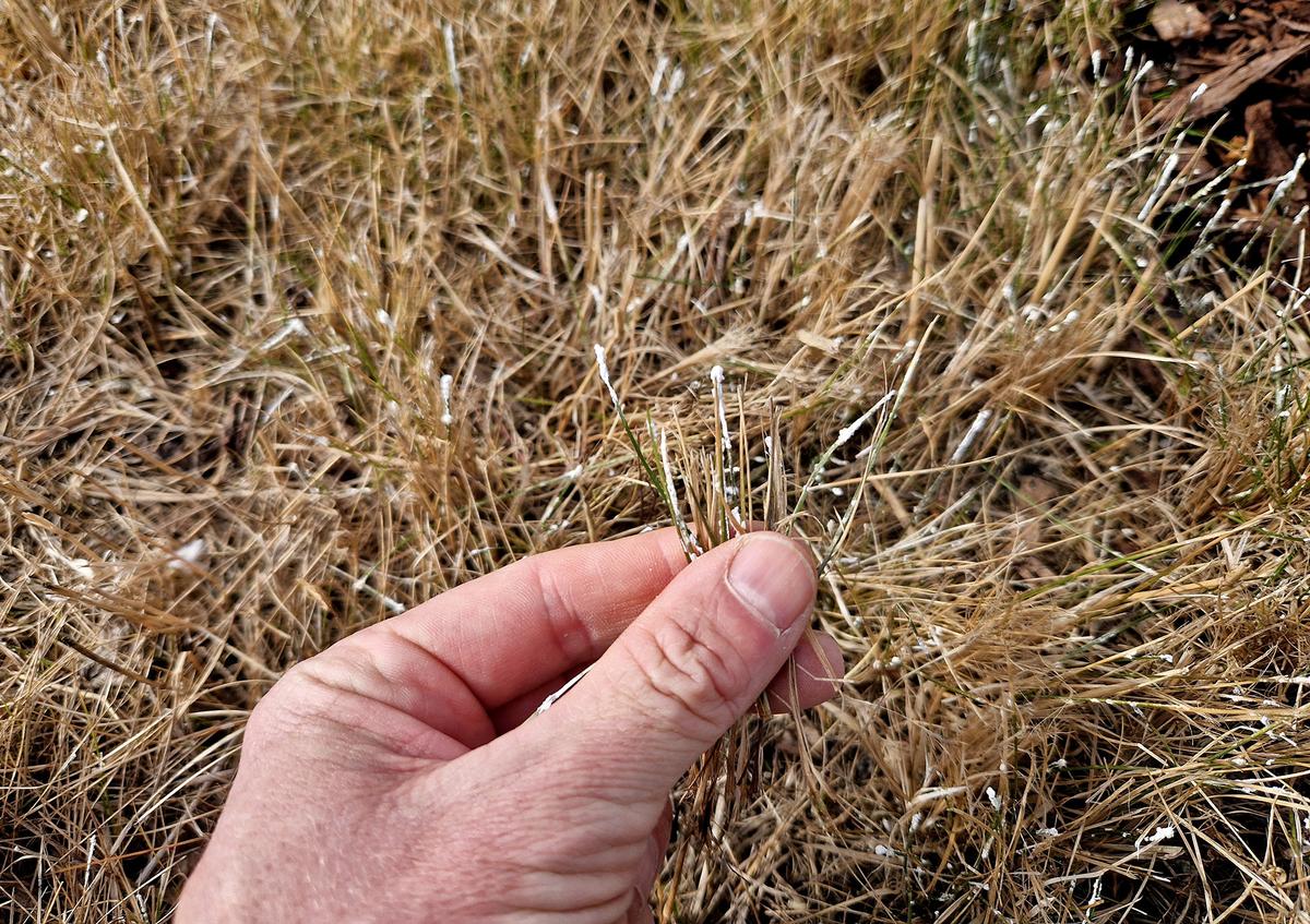 Snow mold appears as circular, matted areas of discolored grass but typically resolves with warmer spring temperatures and sunlight. (Beekeepx/Shutterstock)