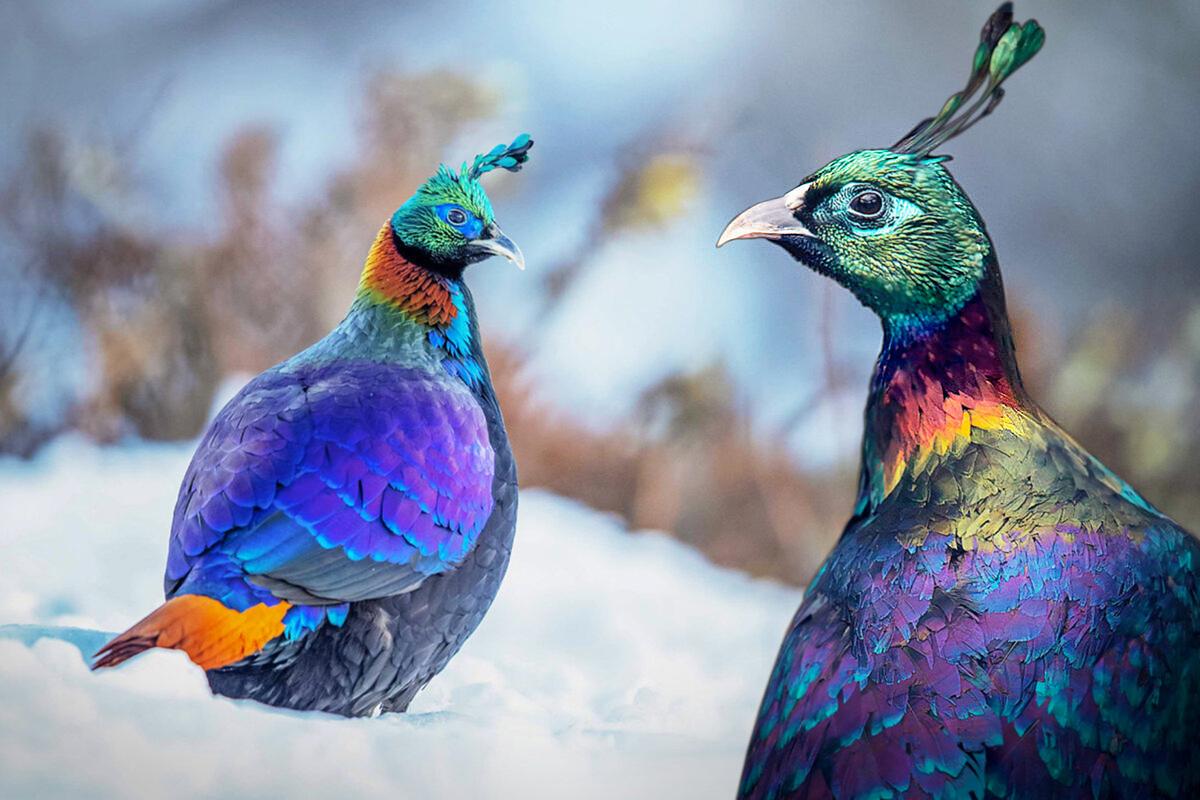 6 of the World’s Most Beautiful Pheasants Are a Sight to Behold—Here Are the Photos