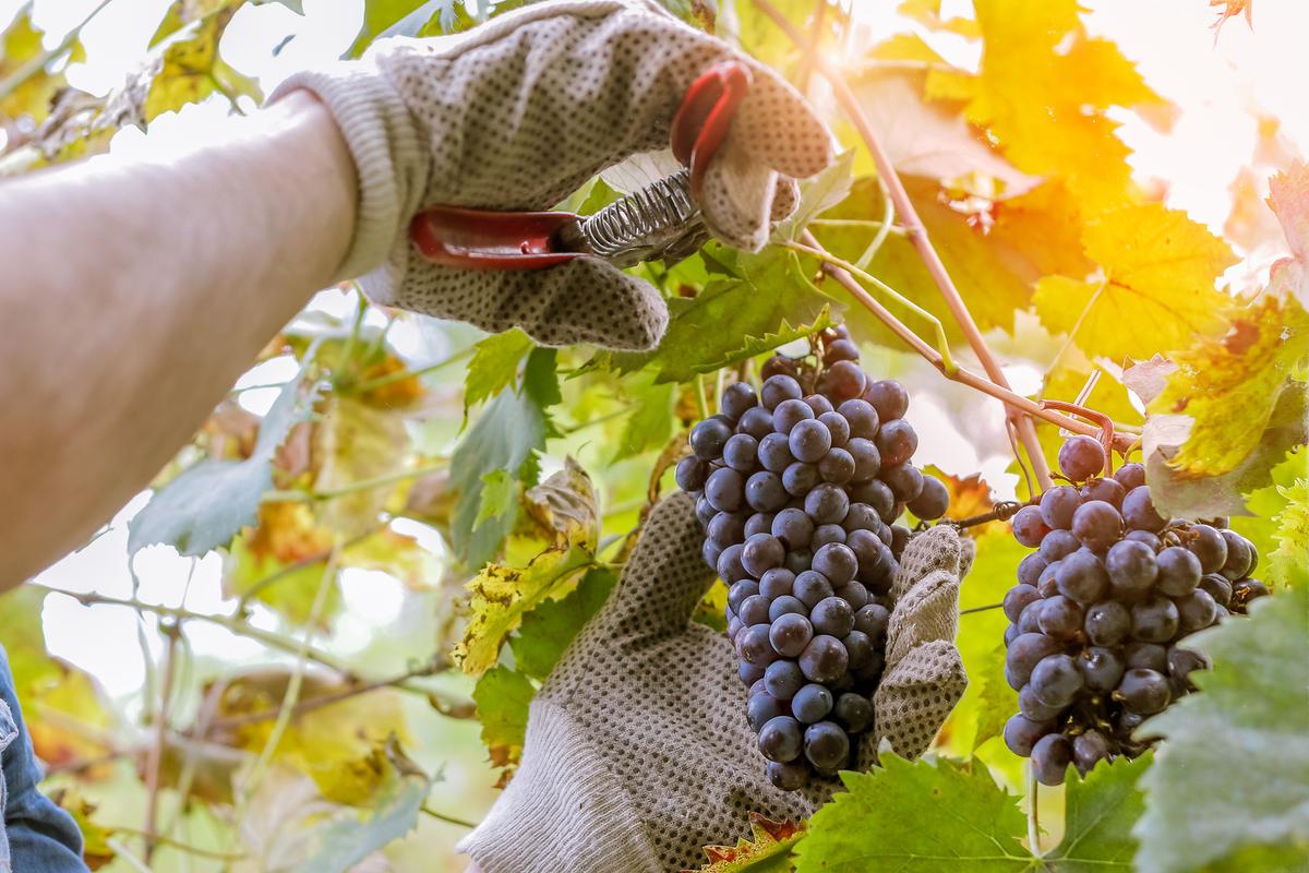 Don’t Wait for a Crisis to Support Local Farmers