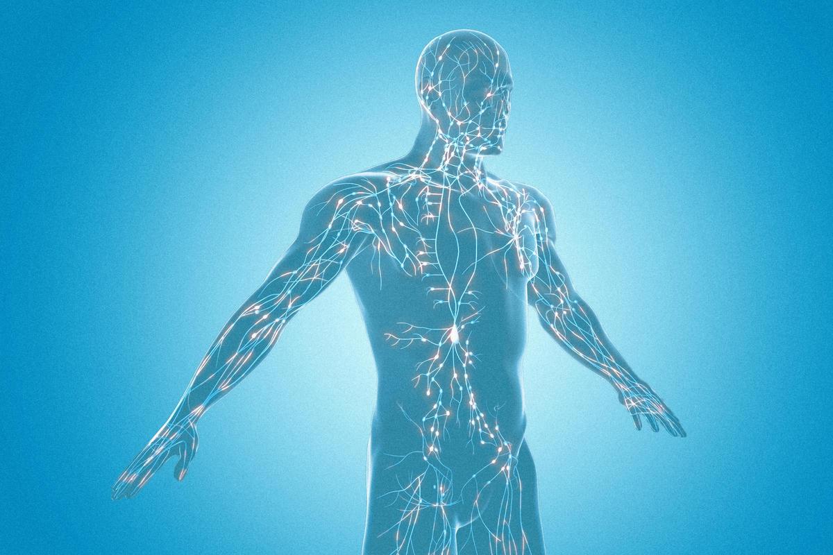 The Overlooked System That May Hold the Key to Heart Health