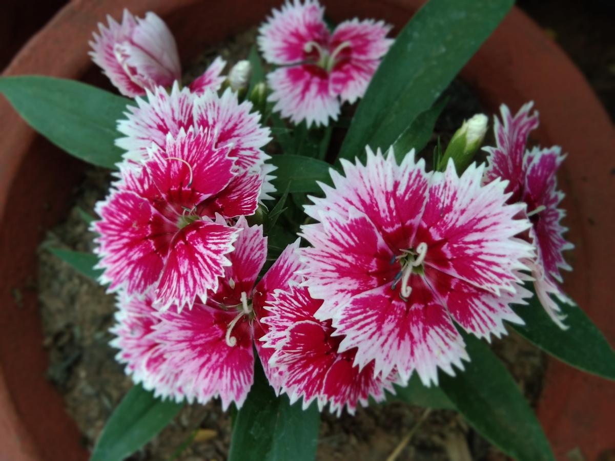 All-America Selections Flower Winners