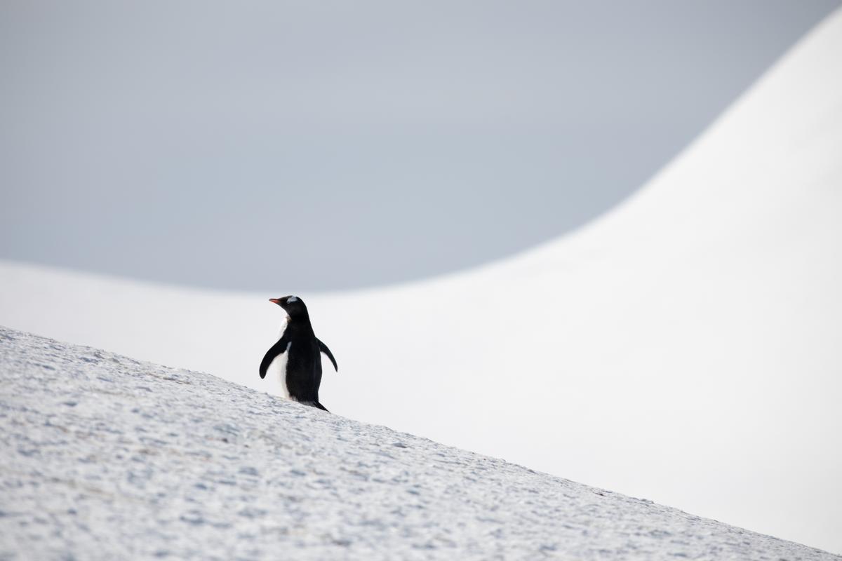 The Penguin That Sparked Gen Z’s Existential Reckoning