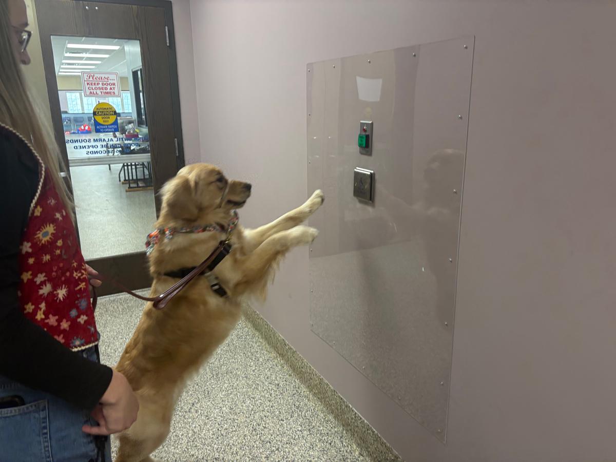 A seizure-alert dog, Ruthie, a golden retriever, demonstrates her ability to open a handicap-accessible door at 4 Paws for Ability in Xenia, Ohio, on Dec. 5, 2025. (Jeff Louderback/The Epoch Times)