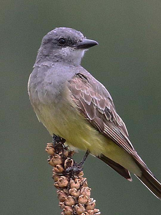 Cassin's kingbird. (Max VanWallene/CC BY-S.A. 4.0)