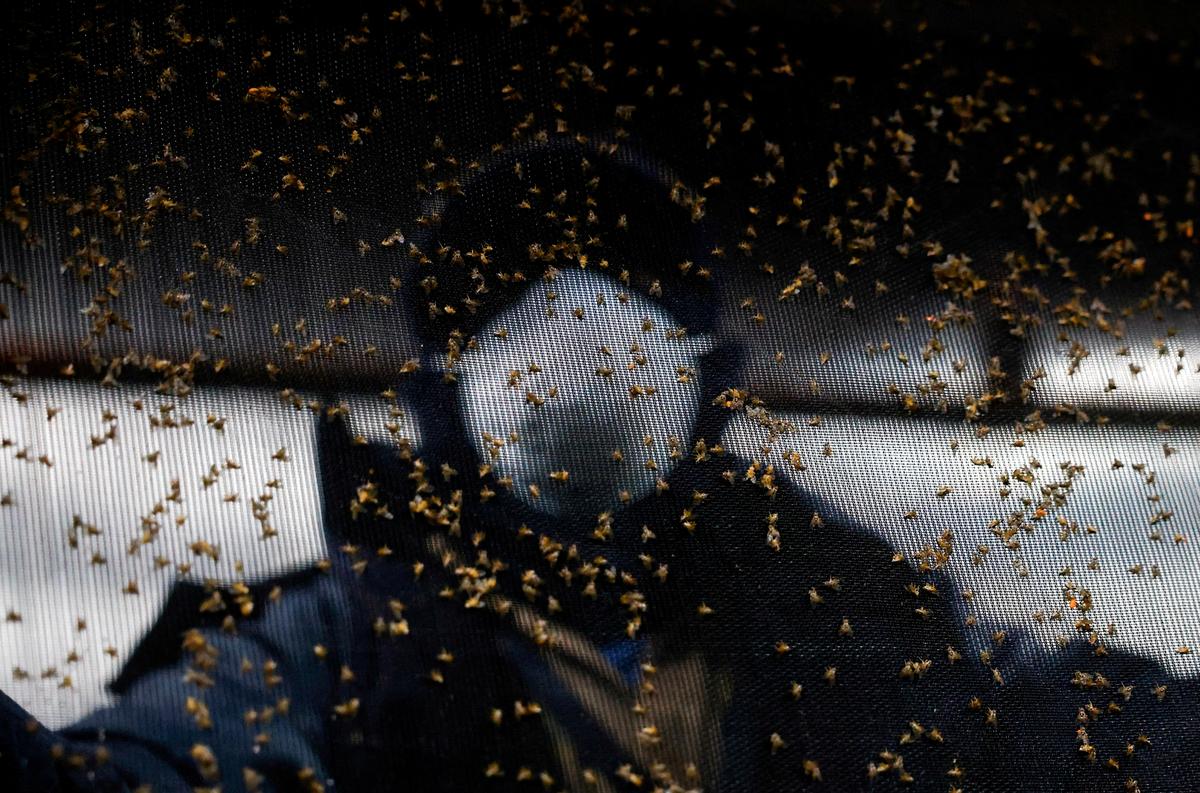 US Fly Production Plant to Open by End of 2027 to Fight Screwworm: USDA