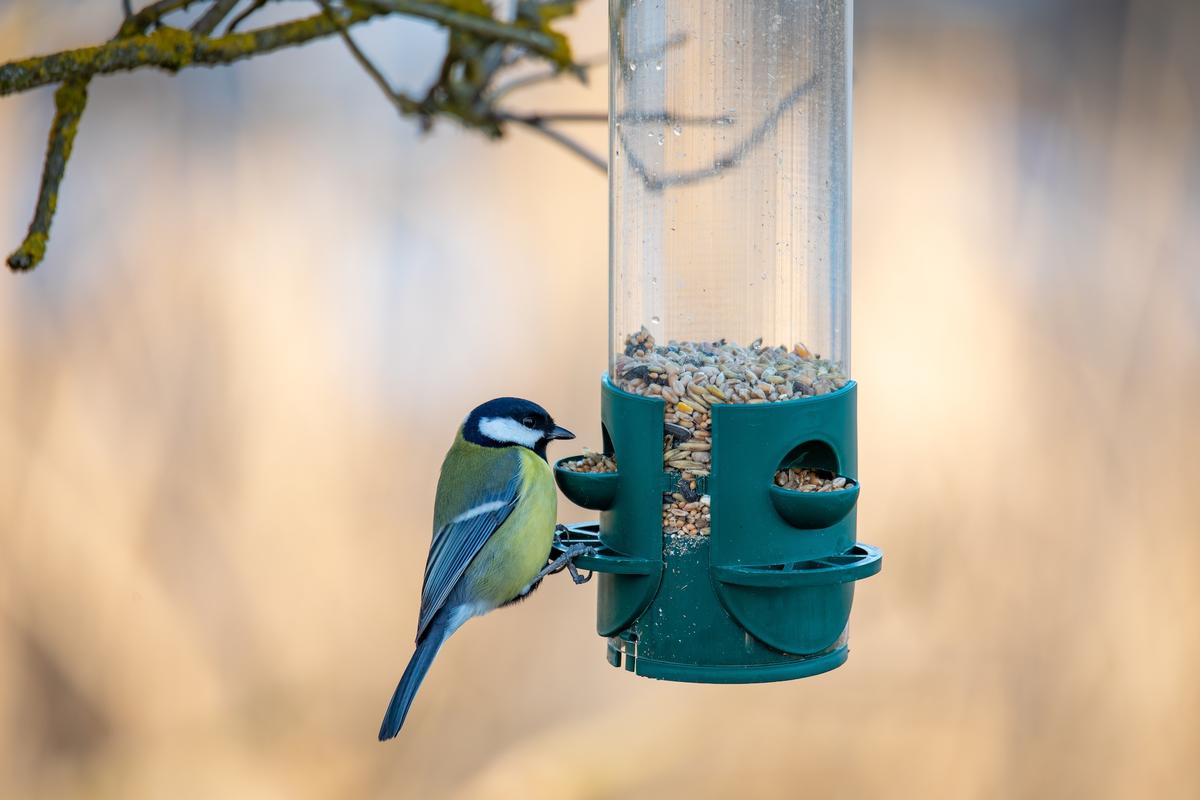 Great Backyard Bird Count