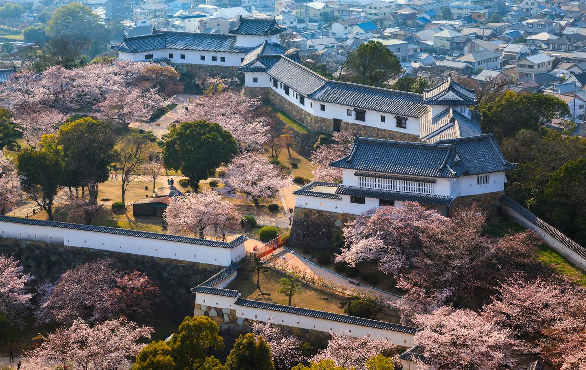 Himeji Castle's fortress walls encircle 83 buildings through maze-like, curved layouts that would disorient invaders. Massive stone foundations rise nearly five stories, topped with fire-resistant white plaster. Within these formidable defenses grow more than 1,000 sakura, or cherry blossom, trees. From late March to mid-April, they burst into bloom, transforming the fortress with clouds of delicate pink blossoms and filling the air with an enchanting floral fragrance. (lkunl/Shutterstock)