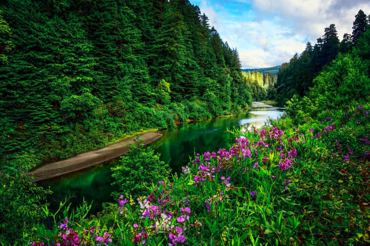 In Humboldt Redwoods State Park, the banks of the Eel River are strewn with Douglas firs and irises. (Maria Coulson)