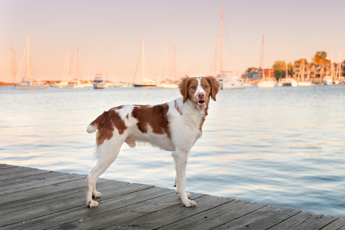 Tail Docking Causes Communication Challenges and Pain