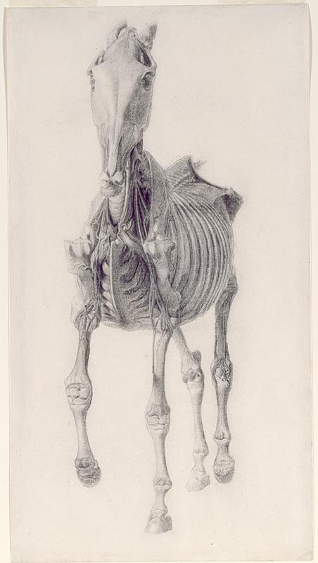 Finished Study for “The Tenth Anatomical Table of the Muscles, Fascias, Ligaments, Nerves, Arteries, Veins, Glands, and Cartilages of a Horse,” 1756–1758, by George Stubbs. Pencil; 14 inches by 7 5/8 inches. Royal Academy of Arts, London. (Copyright Royal Academy of Arts, London)