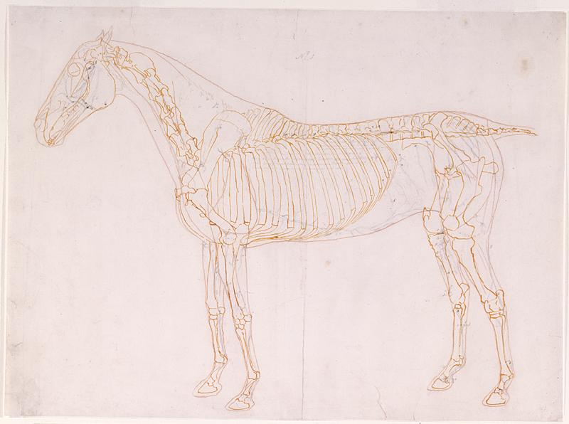 Working drawing of the blood vessels for “The First Anatomical Table of the Muscles, Fascias, Ligaments, Nerves, Arteries, Veins, Glands, and Cartilages of a Horse,” 1756–1758, by George Stubbs. Pencil, red chalk, orange and brown ink; 14 1/2 inches by 19 3/4 inches. Royal Academy of Arts, London. (Copyright Royal Academy of Arts, London)