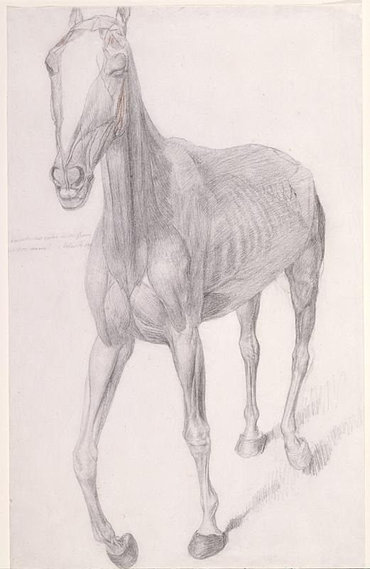 Working drawing for “The Seventh Anatomical Table of the Muscles, Fascias, Ligaments, Nerves, Arteries, Veins, Glands, and Cartilages of a Horse,” 1756–1758, by George Stubbs. Pencil, black and red chalk; 18 1/2 inches by 11 3/4 inches. Royal Academy of Arts, London. (Copyright Royal Academy of Arts, London)
