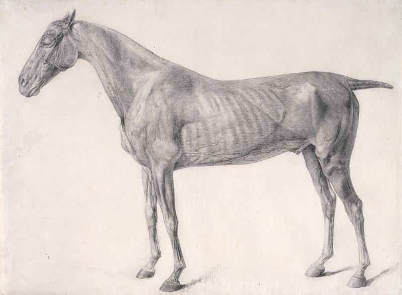 Finished study for “The First Anatomical Table of the Muscles, Fascias, Ligaments, Nerves, Arteries, Veins, Glands, and Cartilages of a Horse,” 1756-1758, by George Stubbs. Pencil and black chalk; 14 1/2 inches by 19 5/8 inches. Royal Academy of Arts, London. (Copyright Royal Academy of Arts, London)