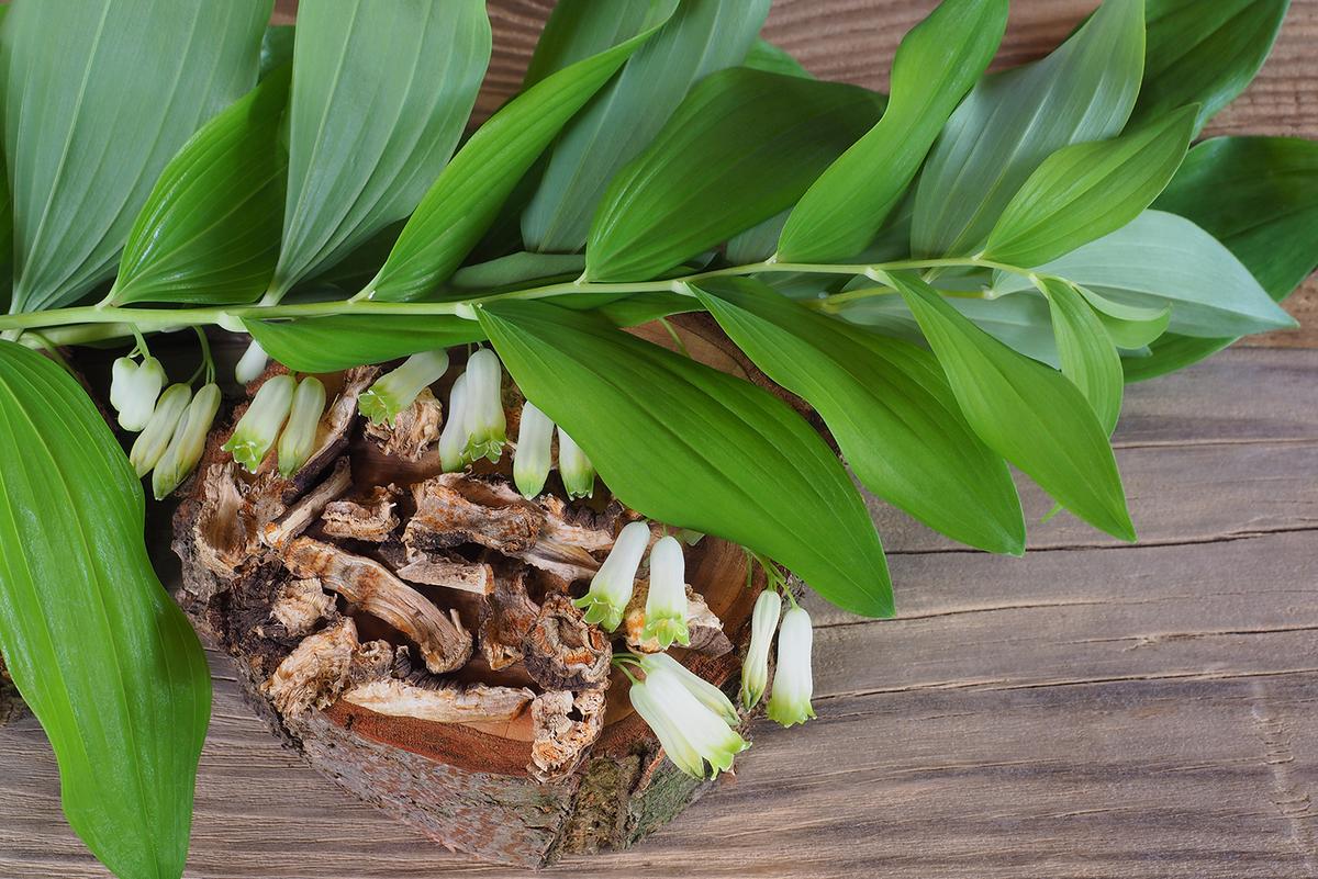 The Longevity Herb Polygonatum Root