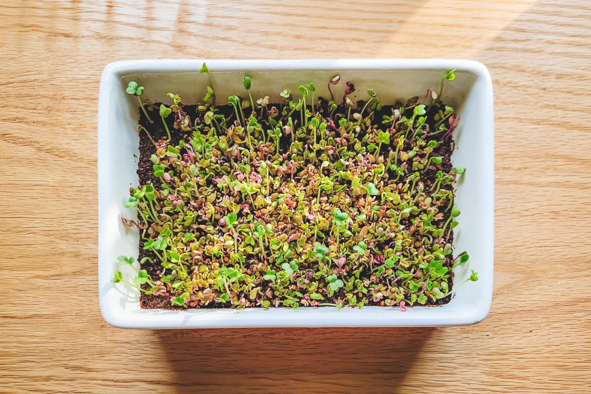 How to Grow Nutrient-Packed Microgreens and Sprouts at Home