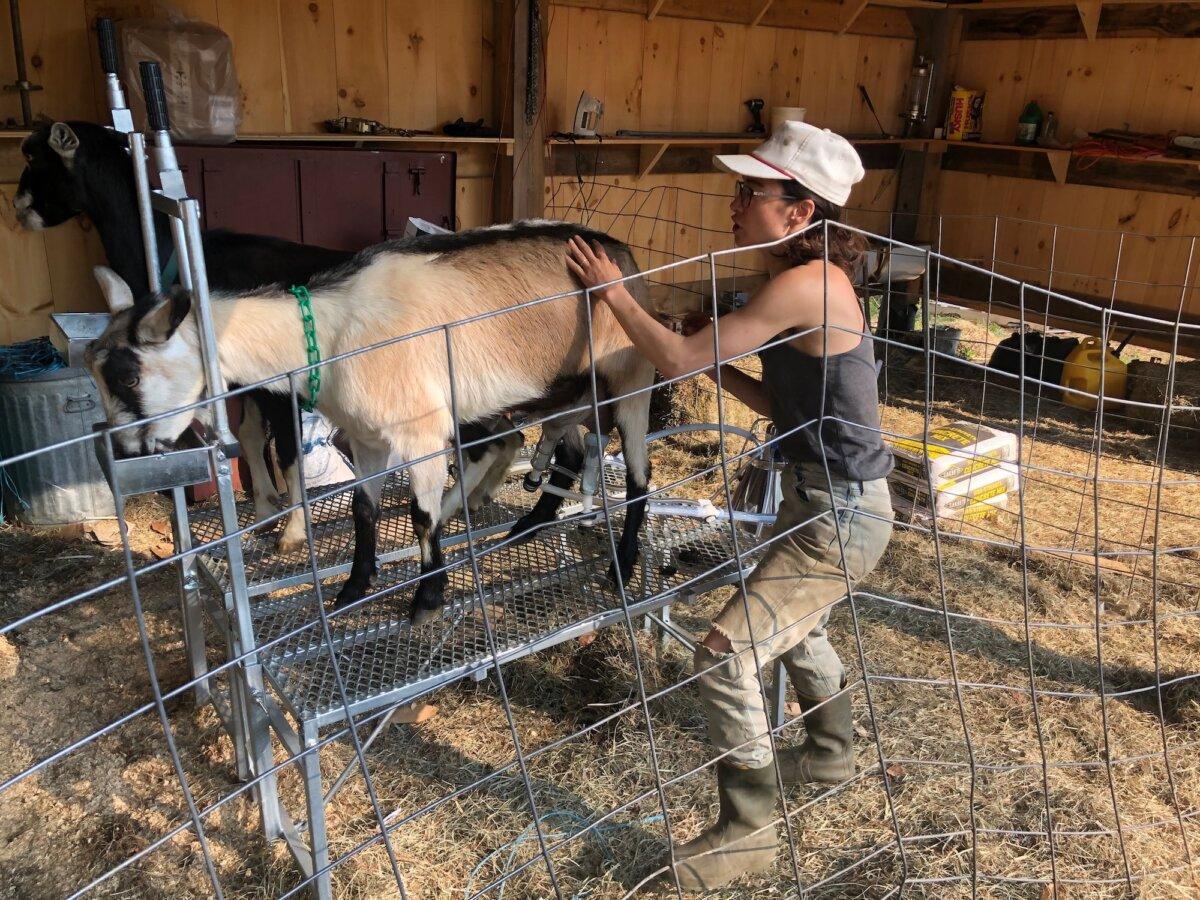 Farmer Ahn Ryan tends a dairy goat at MacIsaac Highland Cattle farm in Corinth, Vt. (Courtesy of Neil Ryan)
