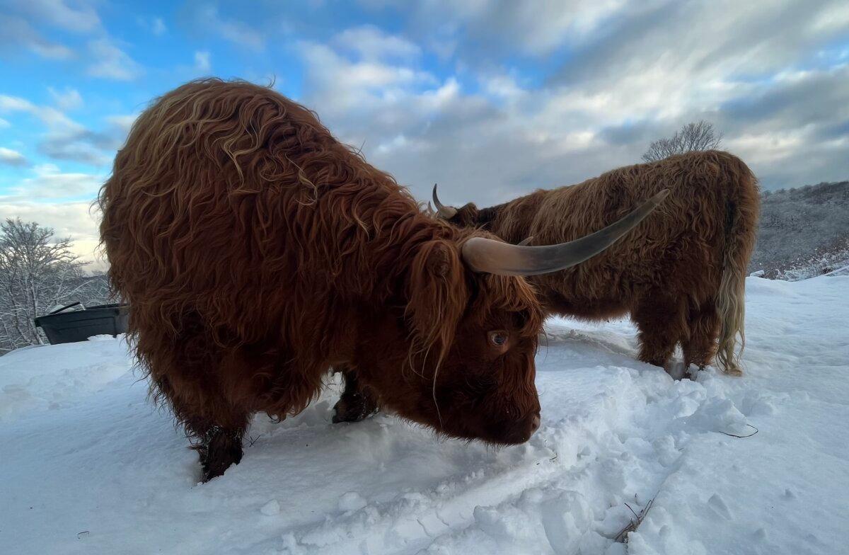 Two Highland cattle, a Scottish breed of rustic cattle, wander the snowy fields of a farm in Corinth, Vt. (Courtesy of Neil Ryan)